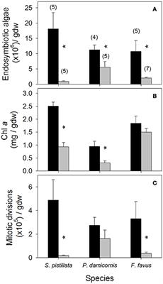 Physiological and Biogeochemical Responses of Super-Corals to Thermal Stress from the Northern Gulf of Aqaba, Red Sea